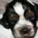 Brown Springer Spaniel puppies