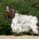 Buy English Cocker Spaniel