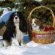 Cavalier King Charles Spaniel Adult