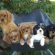 Cavalier King Charles Spaniel Breeders Brisbane