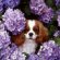 Cavalier King Charles Spaniel Michigan