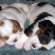 Cavalier King Charles Spaniel puppies Houston