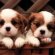 Charles Spaniel puppies