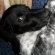 Cocker Spaniel Animal Planet