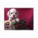 Cocker Spaniel for Sale in Florida