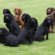 Cocker Spaniel puppies Information