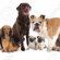 English Cocker Spaniel images