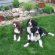 Hunting Springer Spaniel puppies for sale