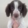 KC registered Springer Spaniel puppies for sale