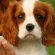 King Charles Cavalier Spaniel puppy
