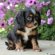 King Charles Cocker Spaniel puppy