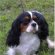 King Charles Spaniel Michigan