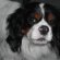 King Charles Spaniel Names