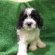 King Charles Spaniel Poodle mix