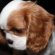King Charles Spaniel puppies Texas