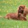 King Charles Spaniel Ruby