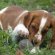 Pedigree Welsh Springer Spaniel puppies sale