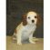 Petfinder Cavalier King Charles Spaniel