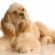 Pictures Cocker Spaniels