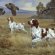 Pictures of Brittany Spaniels