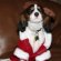 Rescue Cavalier King Charles Spaniels