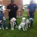 Spaniel cross puppies for sale