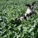 Springer Spaniel cross Labrador puppies for sale