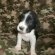 Springer Spaniel Puppy names