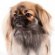 Tibetan Spaniel breeders