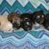Tibetan Spaniel Puppies sale