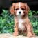 Toy King Charles Spaniel for sale