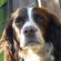 Working Cocker Spaniel images