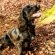 Working Field Spaniel