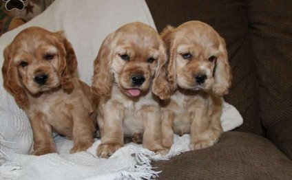 Golden Spaniel for sale