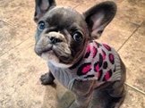 French Bulldog