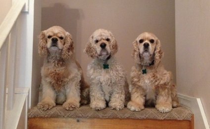 Cocker Spaniel puppies for sale in Massachusetts