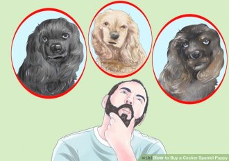 Image titled Buy a Cocker Spaniel Puppy Step 1