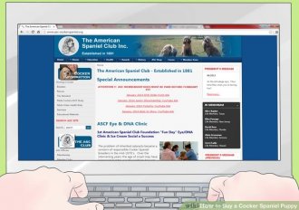 Image titled Buy a Cocker Spaniel Puppy Step 6