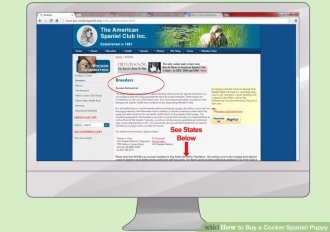 Image titled Buy a Cocker Spaniel Puppy Step 7