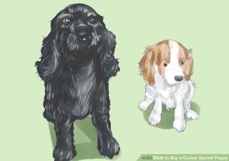 Image titled Buy a Cocker Spaniel Puppy Step 2