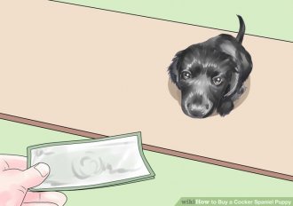 Image titled Buy a Cocker Spaniel Puppy Step 3
