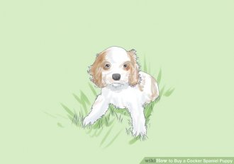 Image titled Buy a Cocker Spaniel Puppy Step 4
