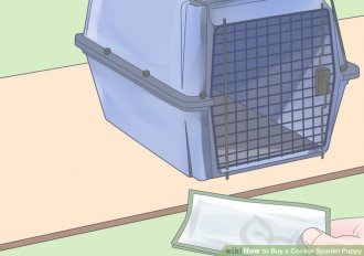Image titled Buy a Cocker Spaniel Puppy Step 5