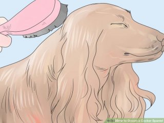 Image titled Groom a Cocker Spaniel Step 1
