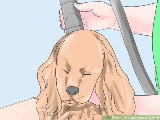 Image titled Groom a Cocker Spaniel Step 5
