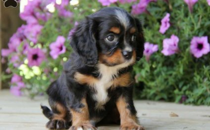 King Charles Cocker Spaniel puppy