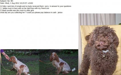 Miniature American Cocker Spaniel