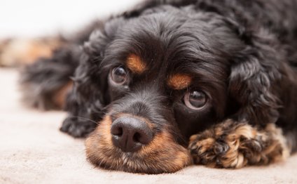 King Charles Cavalier Cocker Spaniel Mix