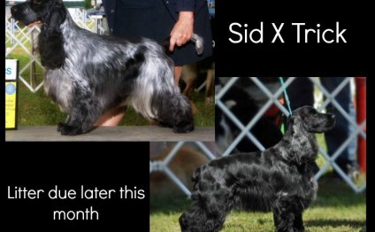 English Cocker Spaniel breeders Ontario