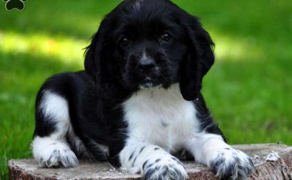 Black Spaniel for sale